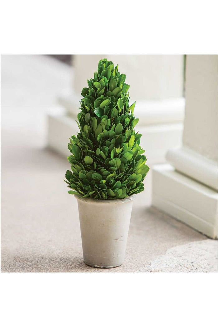 Preserved Boxwood Cone Topiary, 11"